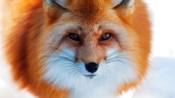 red hair, snow, fox, animals, winter