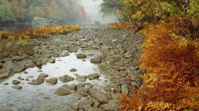 trees, forest, river, autumn, stones