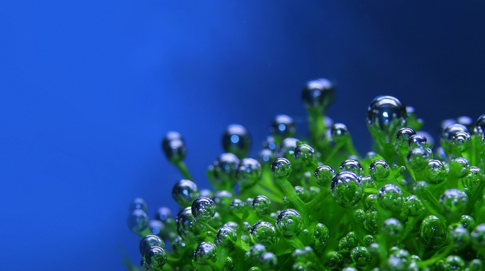 plant, macro, blue background, drops