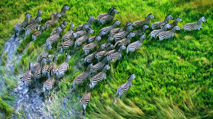grass, animals