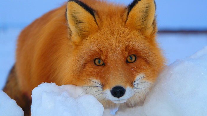 animals, winter, red hair, fox, sight, snow