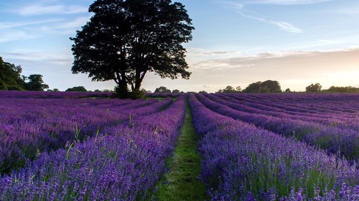 flowers, nature, field