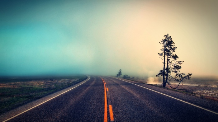 tree, road, nature, mist, stunner