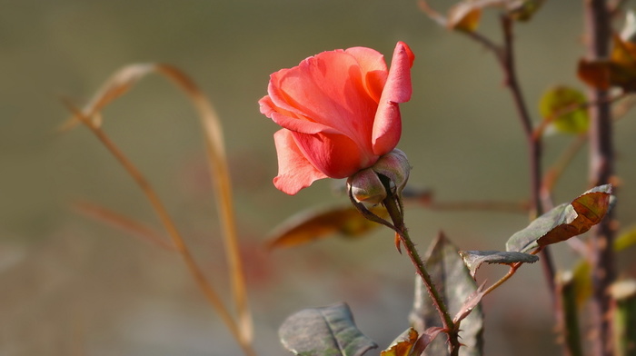 rose, flowers, nature