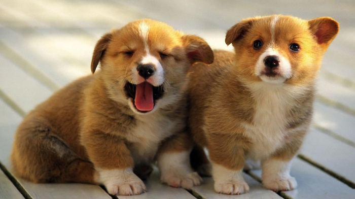 puppies, background, animals