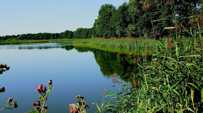 lake, nature