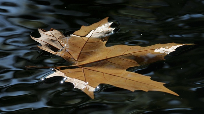 beauty, leaf, macro, water