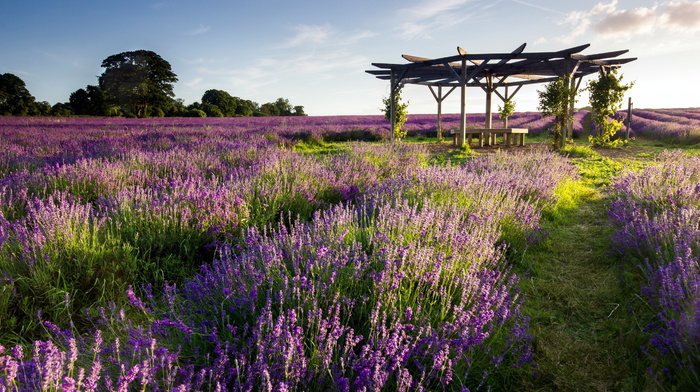 field, nature, landscape