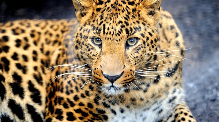 sight, animals, muzzle, animal, leopard, predator