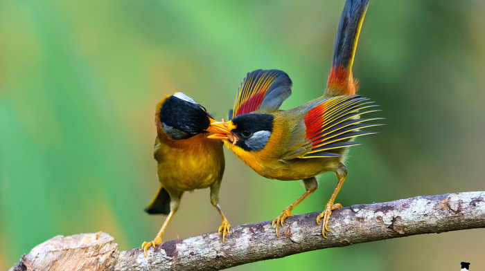 animals, branch, food, birds