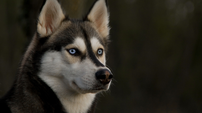 dog, eyes, animals, ears, sight