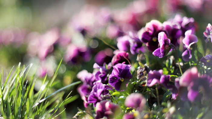 flowers, plants