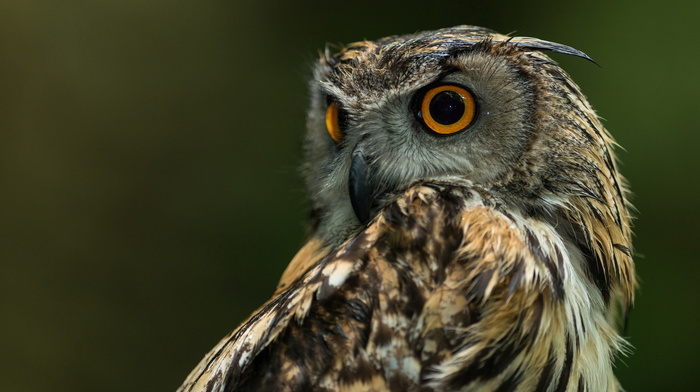 animals, owl, background, nature, bird