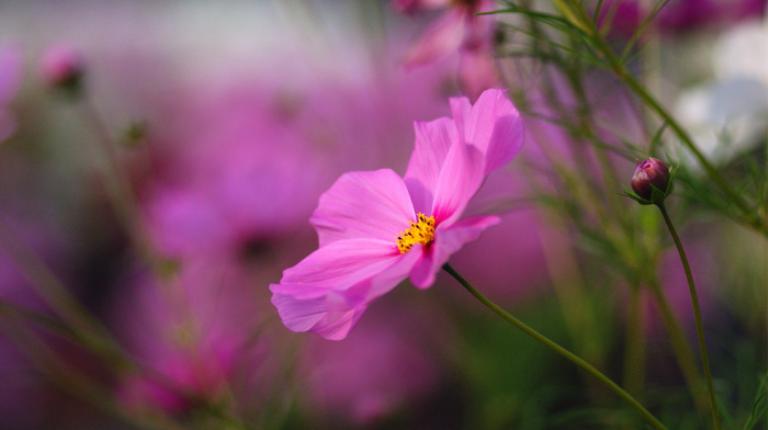 pink, macro, flowers, flower