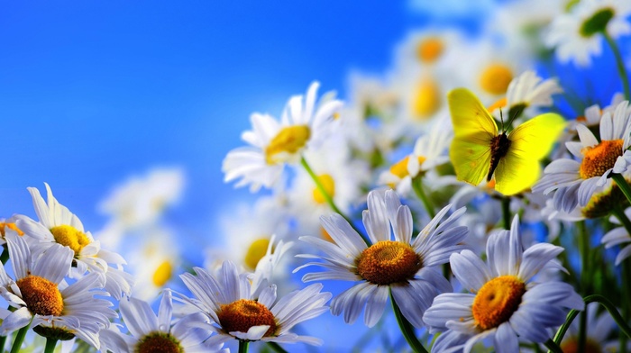 nature, chamomile, flowers, sky, butterfly