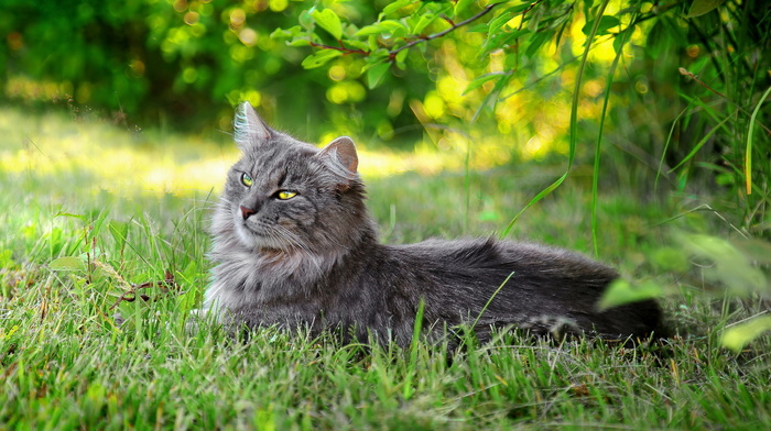 animals, grass, summer