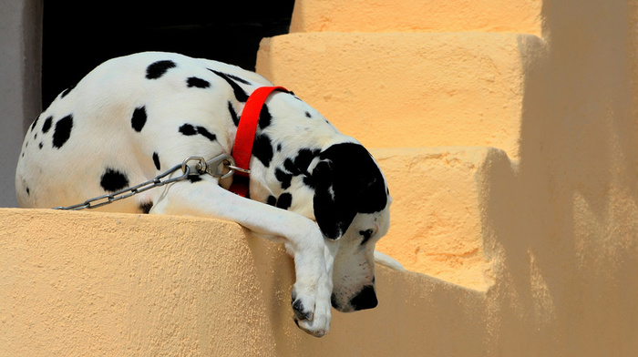 animals, wall