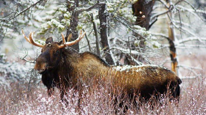 winter, animals, forest, bushes, snow