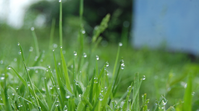drops, grass, dew, green, beautiful, macro
