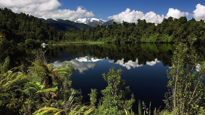 nature, forest, summer, water