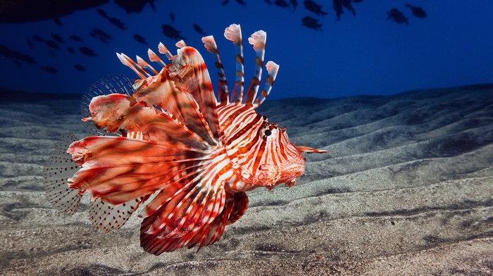 sand, animals, ocean, sea