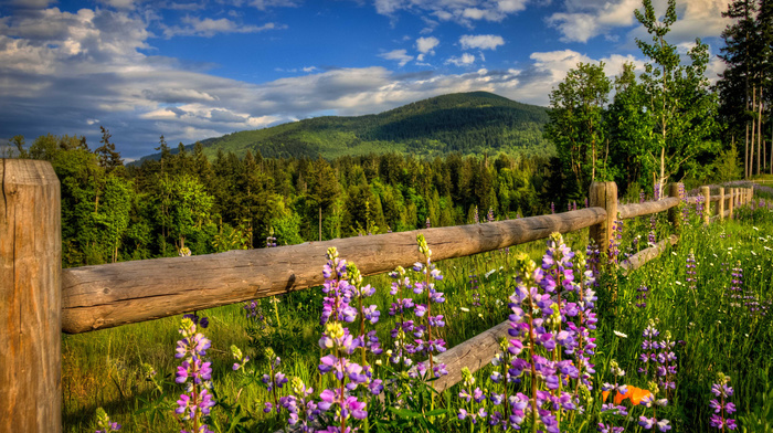 fence, forest, mountain, spring, flowers, nature, road