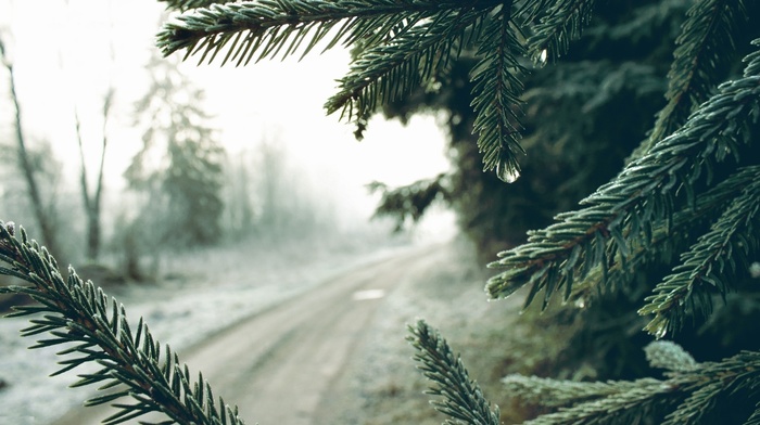 road, nature, mist, morning