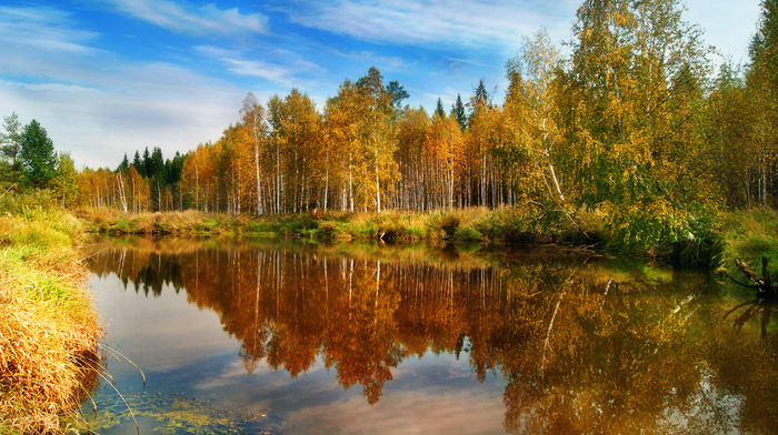 forest, nature, water, autumn