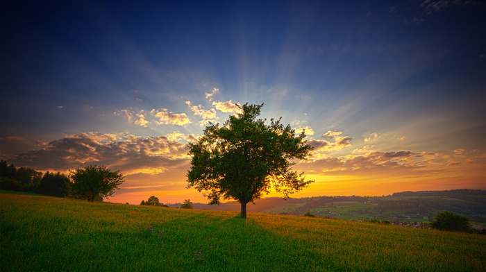 grass, summer, Sun, landscape, dawn, morning, flowers, clouds, nature, sky, rays, tree, greenery