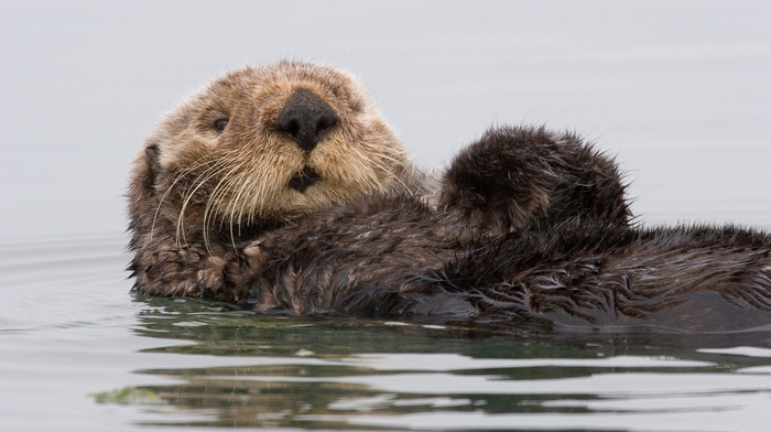 water, animals
