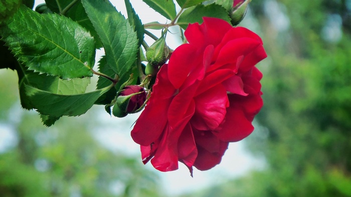 rose, flowers