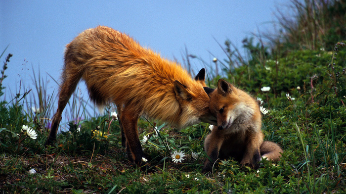 couple, fox, red hair, grass, animals