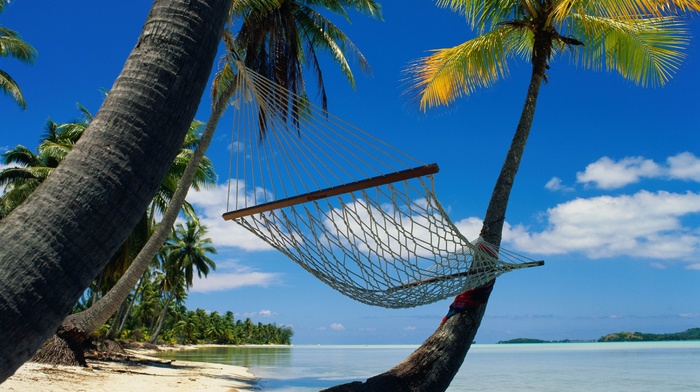 sea, nature, palm trees