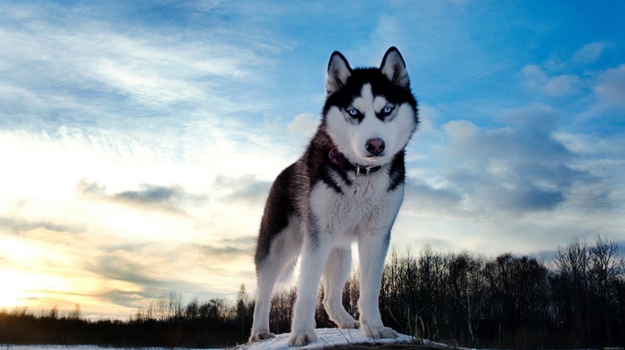 snow, forest, animals