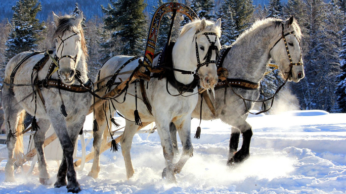 trees, forest, horses, animals