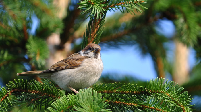 branch, animals, bird, nature, sit