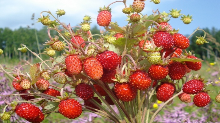 field, delicious, bouquet