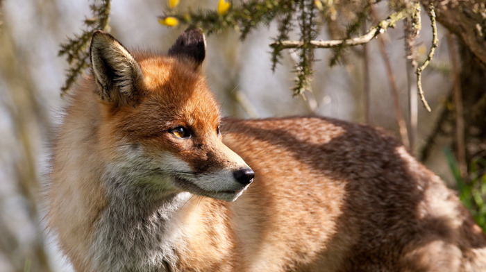 nature, animals, background, fox