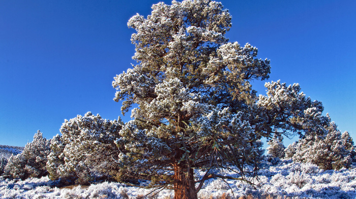 winter, nature, tree, sky