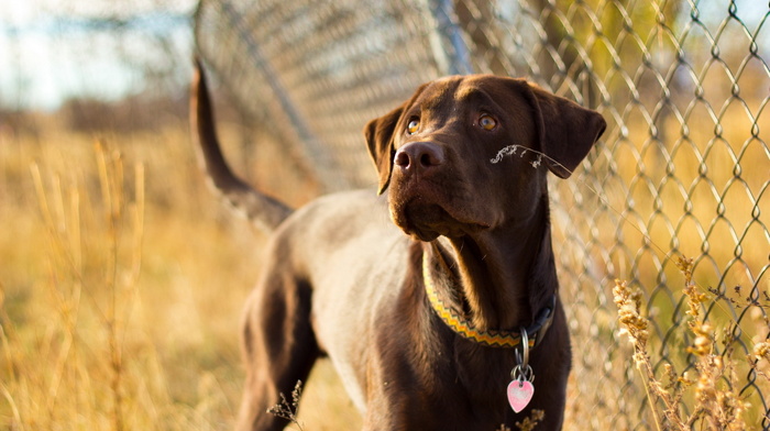 sight, animals, dog, fence