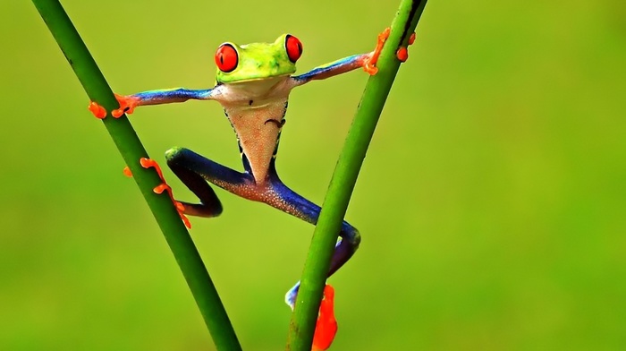 frog, animals, twigs