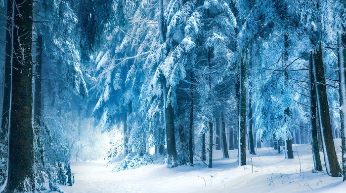 winter, nature, forest