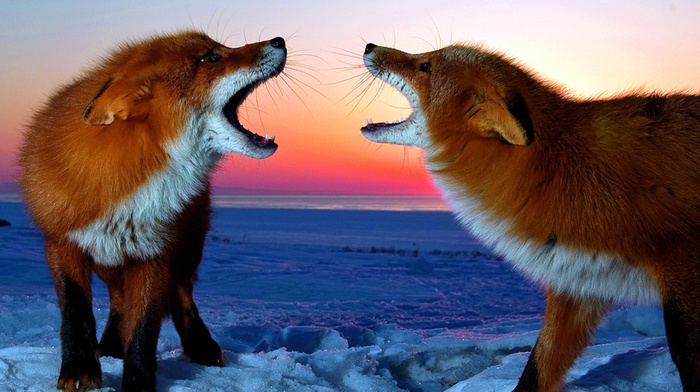 couple, animals, red hair, snow, fox, winter