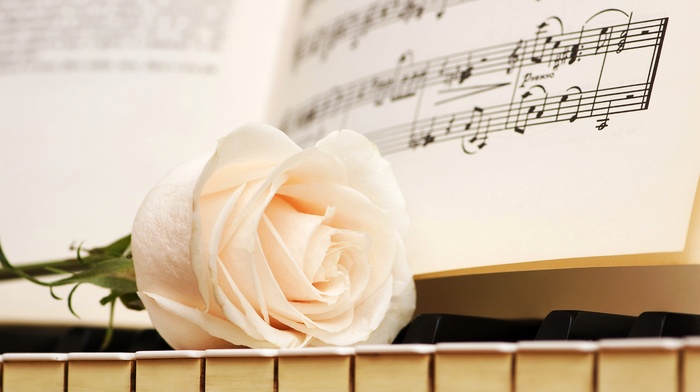 piano, rose, flowers