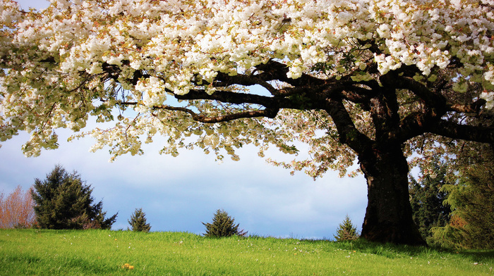tree, grass, nature, cherry, spring, color
