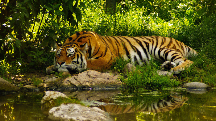 tiger, nature, animals, pond