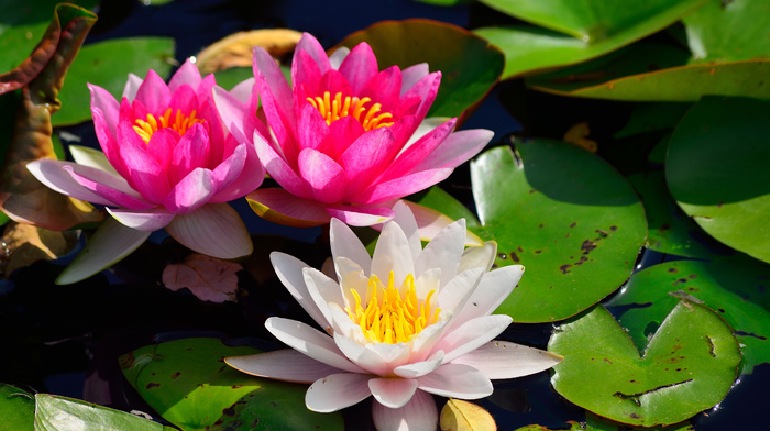 leaves, flowers