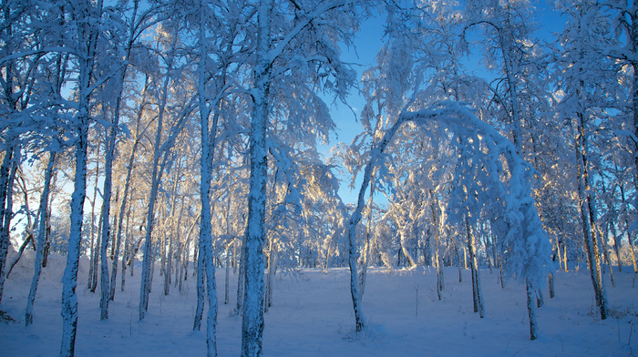 trees, winter, snow