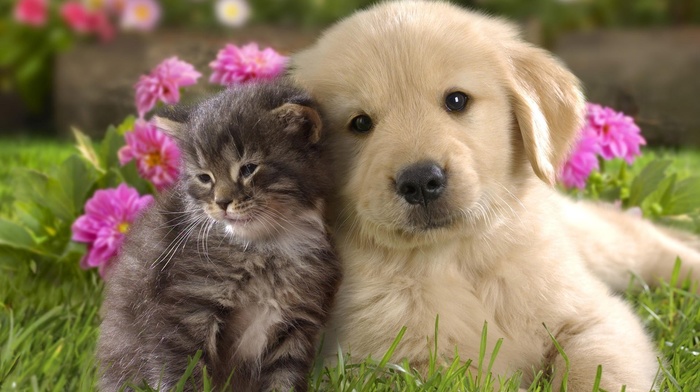 animals