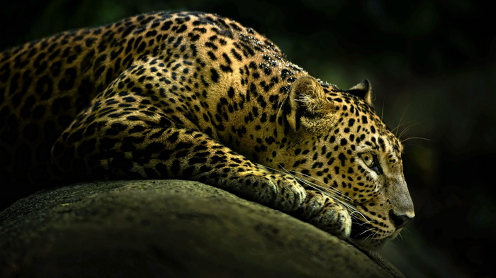 background, leopard, animals